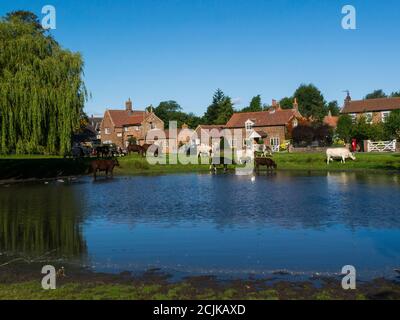 Herd of cattle grazing the village green and drinking in the duckpond of picturesque Nun Monkton village North Riding of Yorkshire England UK Stock Photo