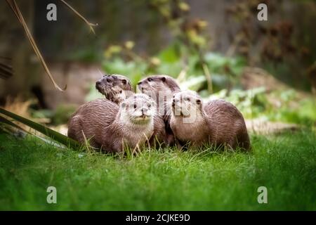 A group of Asian small-clawed otters, aonyx cinerea, huddled together. These semiaquatic mammels are considered vulnerable in the wild. Horizontal for Stock Photo
