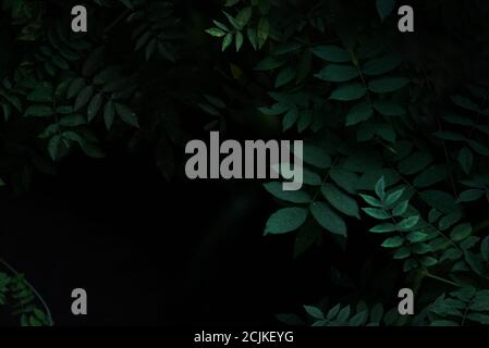 Deep green leaves texture with dark forest background Stock Photo
