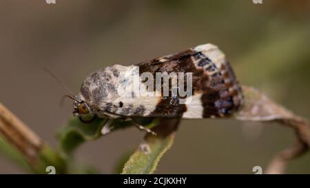 Closeup of an Acontia Lucida on a plant in a field under the sunlight with a blurry background