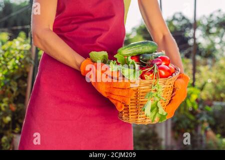 Basket with radishes, greens, cucumber, tomatoes over field in female hands. Harvest of vegetables from village garden. Woman farmer in red apron Stock Photo
