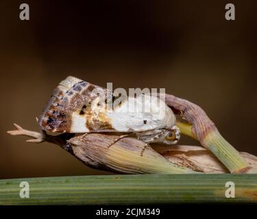 Closeup of an Acontia Lucida on a plant in a field under the sunlight with a blurry background Closeup of an Acontia Lucida on a plant in a field under the sunlight with a blurry background