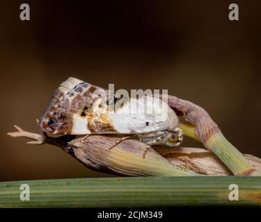 Closeup of an Acontia Lucida on a plant in a field under the sunlight with a blurry background Stock Photo