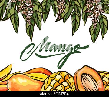 Mango fruits sketch style vector illustration. Hand drawn poster. Exotic fruits composition with leaves and cube slice. Retro illustration isolated on Stock Vector