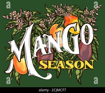 Mango fruits vector set. hand drawn organic food hand drawn sketch engraving illustration. Collection of mango fruits, leaves and slices of mango. Stock Vector