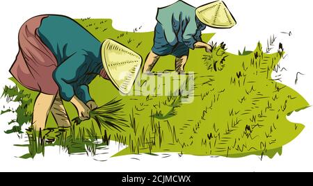 Rice Plant. Ink Black and White Doodle Drawing Stock Vector - Illustration  of leaf, foliage: 225168680