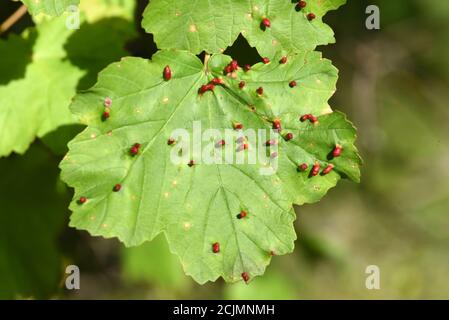 Lime Nail Galls caused by the Mite Eriophytes tiliae tiliae on Leaf of Lime Tree or Linden Tree Tilia europea Stock Photo