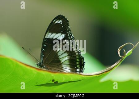 Ventral view of a delicate White Admiral or Limenitis camilla butterfly with black and white camouflage on wings resting on a leaf under morning light Stock Photo