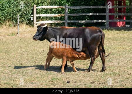 Houplin-Ancoisne France - 6 August 2020 - Dexter miniature cows the smallest bcow breed Stock Photo