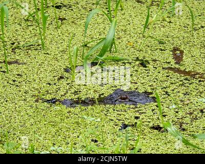 American Alligator (Alligator mississippiensis) In duckweed in Myakka River State Park in Sarasota Florida USA Stock Photo
