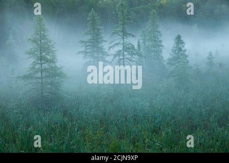 Tamarack pine trees in morning mist in northern Minnesota Stock Photo