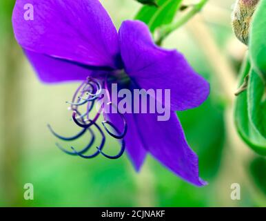 Macro image of a  Tibouchina urvilleana flower, in the Tropical Greenhouse at Walmer Castle  Gardens