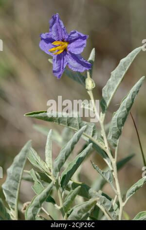 Silverleaf Nightshade Stock Photo