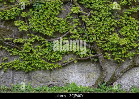 Leaves of wild grapes weaving on a stone wall Stock Photo
