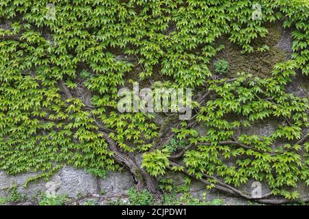 Leaves of wild grapes weaving on a stone wall Stock Photo