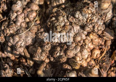 Close-up of very knobbly looking tree bark Stock Photo