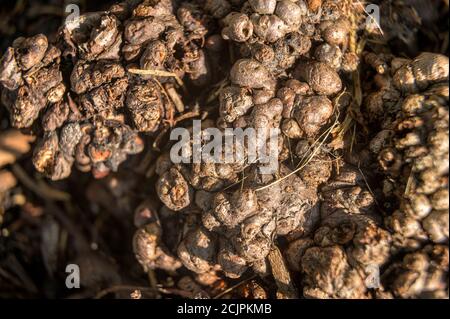 Close-up of very knobbly looking tree bark Stock Photo