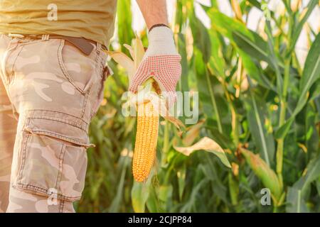 Farmer holding corn on the cob in the field during the maize crop harvest Stock Photo