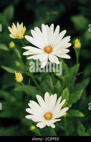 African Daisy - Osteospermum 'Voltage White' Stock Photo