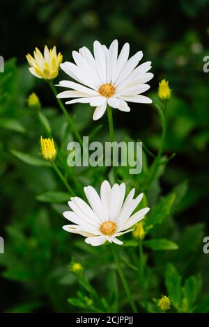 African Daisy - Osteospermum 'Voltage White' Stock Photo