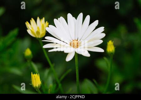 African Daisy - Osteospermum 'Voltage White' Stock Photo
