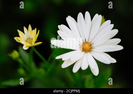 African Daisy - Osteospermum 'Voltage White' Stock Photo