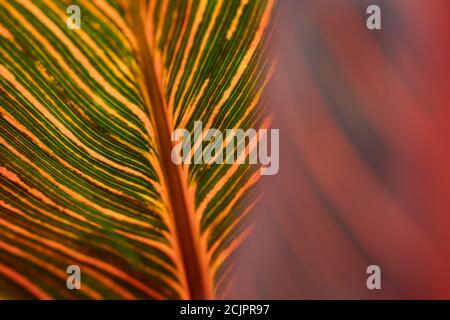 Canna ‘Durban’ leaf (Canna tropicanna 'Phasion' ) Stock Photo