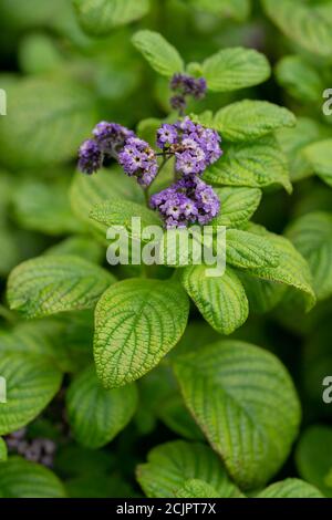 Heliotropium aborescens ‘Chatsworth’ Stock Photo