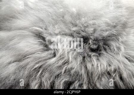 Sheepskin fur texture, abstract background. Stock Photo