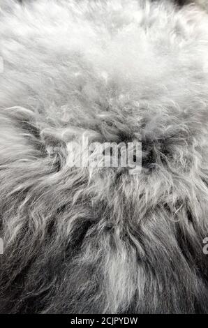Sheepskin fur texture, abstract background. Stock Photo
