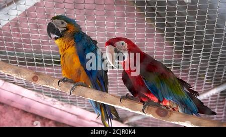 Two beautiful macaw parrots are sitting in a metal cage. Stock Photo