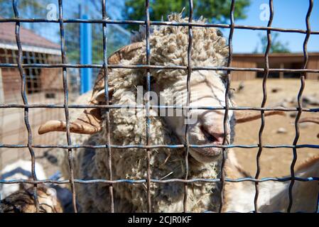 Fluffy male ram in a metal cage. the life of animals in captivity. Stock Photo