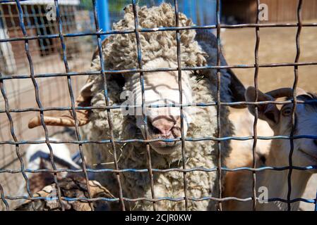 Fluffy male ram in a metal cage. the life of animals in captivity. Stock Photo
