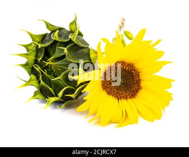 Sunflower isolated on white background Stock Photo