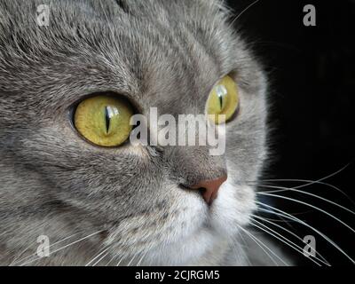 The face of an astonished gray british cat with bright yellow eyes on a black background, which gazes to the side Stock Photo