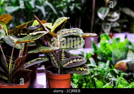 Maranta leuconeura Fascinator plant in ceramic planter. Sale in the store. Selective focus