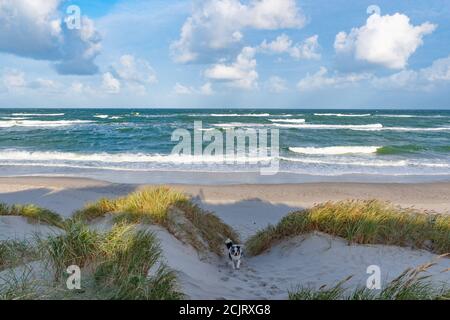 Rough sea with waves in autumn or winter, sandy beach and dunes with reeds and dry grass in the morning, with dog Stock Photo