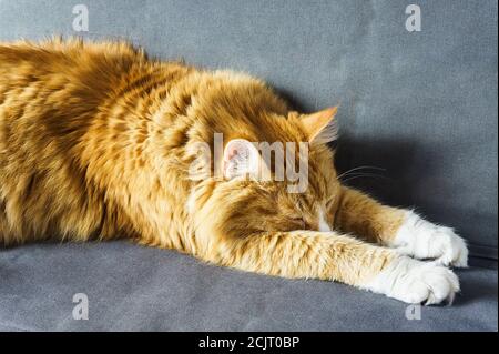 fluffy house cat, red cat at home resting, red cat lying on the sofa Stock Photo