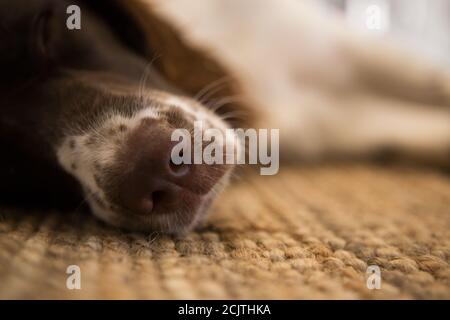 Tired English Springer Spaniel Puppy Asleep in Entryway Stock Photo