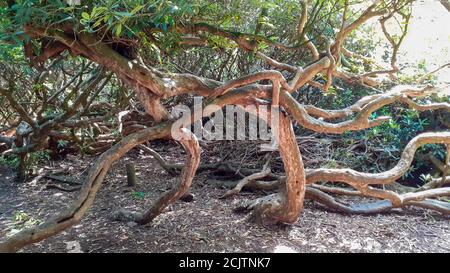 The Labyrinth, a tangle of Rhododendron shrubs on the Beacon above Loughborough, Leicestershire, UK. Stock Photo