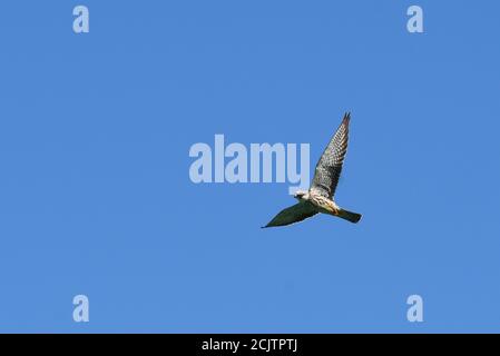 Amur Falcon (Falco amurensis) flying high up in the sky Stock Photo