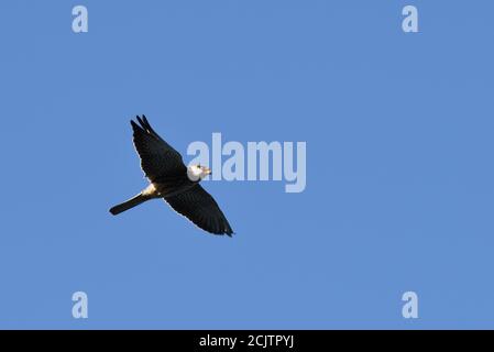 Amur Falcon (Falco amurensis) soaring high up in the sky Stock Photo