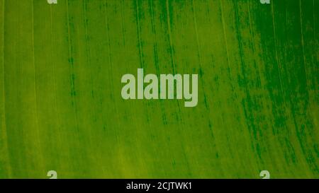 Natural green leaf background. Picture of green banana leaves. Which can be used as a background or texture. Stock Photo