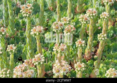 Blooming houseleek, sempervivum, close-up Stock Photo
