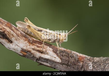 A Common Field Grasshopper, Chorthippus brunneus, perching on a twig. Stock Photo