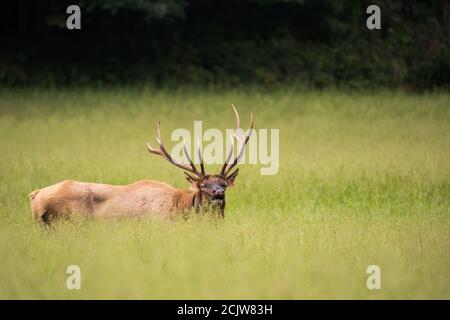 Bull Elk in High Grass Stock Photo