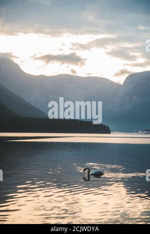 floating white swan in clear blue water Stock Photo