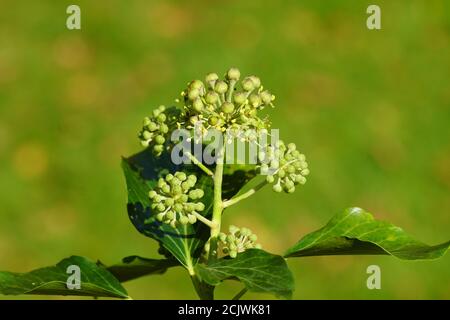 Ivy (hedera helix simone). Family Araliaceae. A small shrub with greenish yellow.flowers and flower buds. In a Dutch garden. September, Netherlands Stock Photo