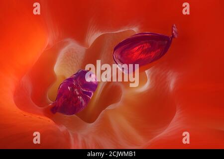3D Illustration of a gastrointestinal polyp during Entersocopy. Stock Photo