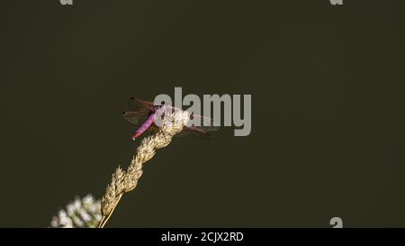 Dragonfly. Violet dropwing (Trithemis annulata), male. Italy. Stock Photo